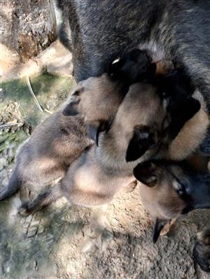  Puppies for Sale: 4 x Male Belgian Malinois puppies R2500.00 each - Pretoria 