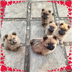 Beautiful Purebred Chow Puppies for Sale.