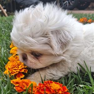 Top Pekingese puppies