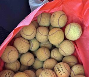 16 Tennis Balls for sale / PTA East / Perfect for your dogs