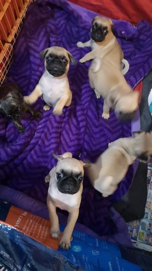 Pug Puppies In Dogs And Puppies In South Africa Junk Mail