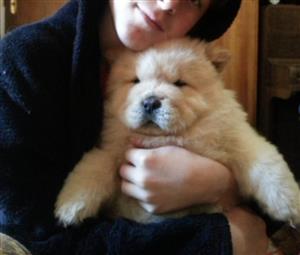 Cream Chow Chow puppies 