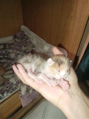 Gorgeous furbaby kittens for sale Pretoria east 
