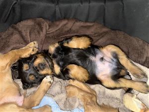 Spaniel pups for sale 