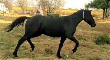 Friesian horse x for sale