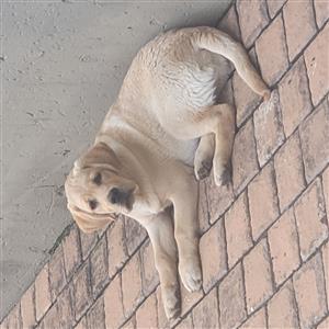 Puppies for sale Golden Labrador