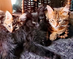 MAINE COON KITTEN AVAILABLE 