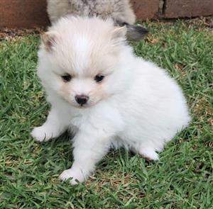 Toy pom Puppies for sale  