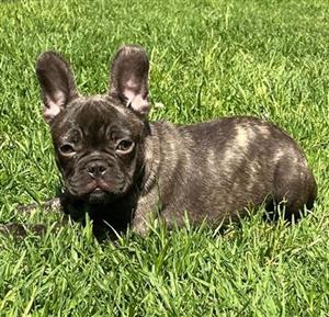 French bulldog puppies for sale 