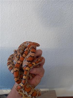 Ultramel oketee  corn snakes for sale