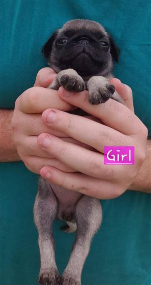 5 adorable pug puppies available 