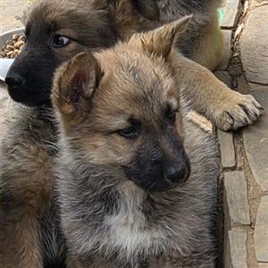 German shepherd malanois pups 