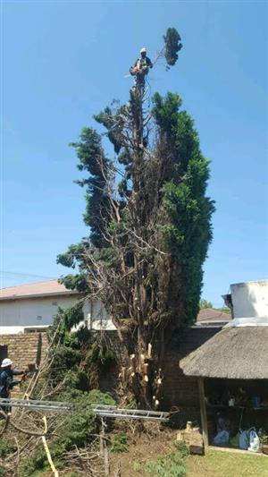 Tree Felling 