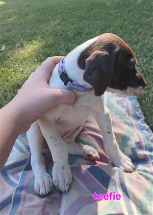 German shorthaired pointer puppies 