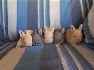 Beautiful dwarf bunnies/rabbits for sale