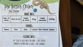 Fire Lesser Spider Ball Python 