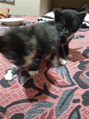 Cute kittens 