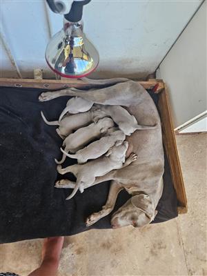 Weimaraner puppies for sale