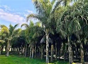 Cocos Palm Tree's We Supply And Plant WhatsApp or Call Us For Orders 