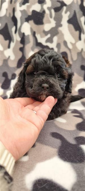 Adorable Shih poo males available 