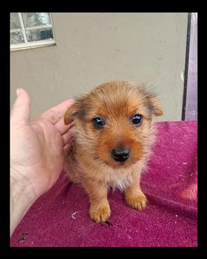 Yorkie pups