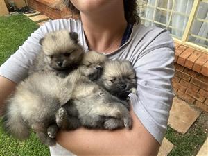 Baby Pomerainians (Toy Pom) Puppies Available 