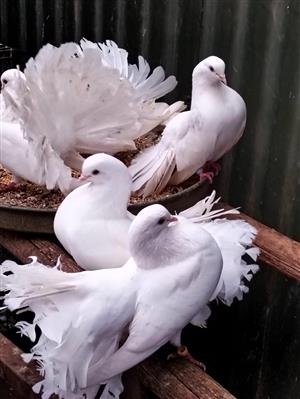 Beautiful Fantail Pigeons.
