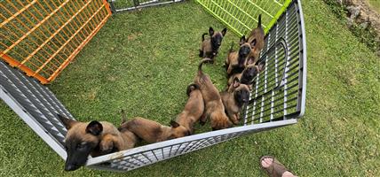 Malinois Puppies For Sale