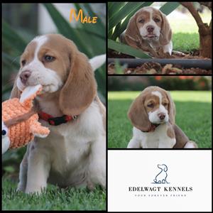 Kusa registered Beagle pups for sale