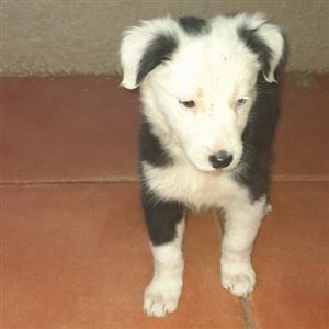 bordercollie pups for sale