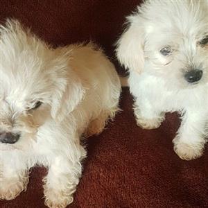 Maltese pups