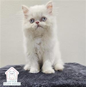 Flame point Himalayan persian kitten