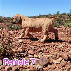 Bullmastiff x Great Dane puppies 