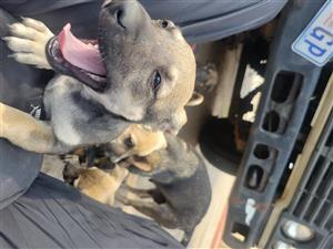 Miniature Pinscher mix