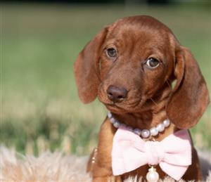 Mini Dachshund Puppies for Sale