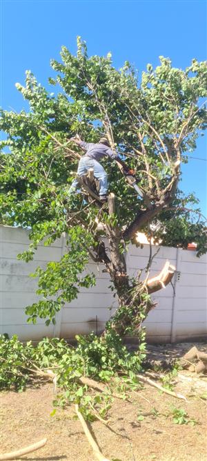 Tree felling services