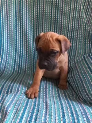 Beautiful,pure bred Bullmastiff puppies for sale