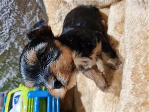 ADORABLE Pure bred Yorkies Puppies