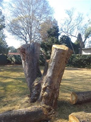 STANLEY TREE FELLING