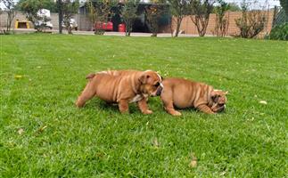 Gorgeous English bulldog puppies available