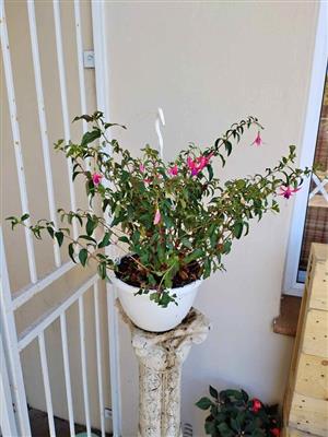 Sundancer Fuchsia Hanging Baskets  (3 available)