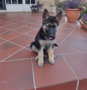 German Shepherd puppies for sale