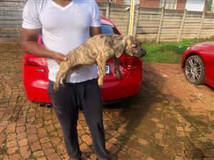 English Mastiff- 20/01/2026, full dewormed and vaccinated 