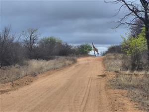 Vacant land 21 ha near the Kruger Park.