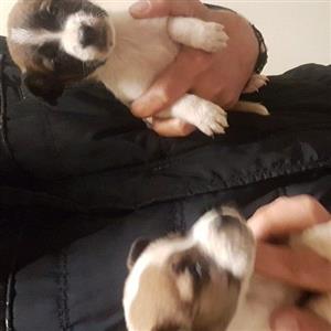 J Russell X morkie