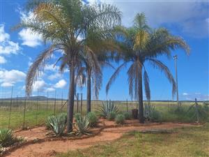 Farm For Sale in Mookgopong Rural