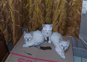  Kittens Angora