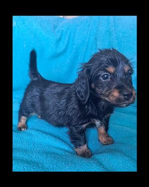Dachshund longhair pups