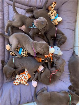Italian Greyhound Puppy Junk Mail