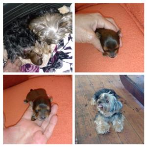 Purebred male yorkie puppy dewormed 8weeks old